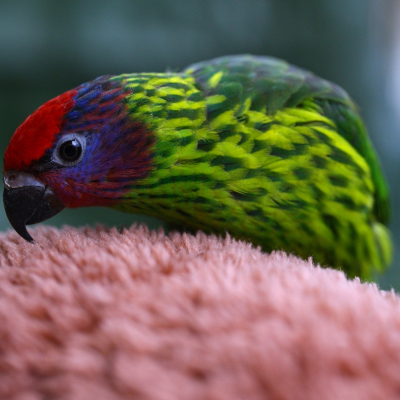 trichoglossus goldiei
