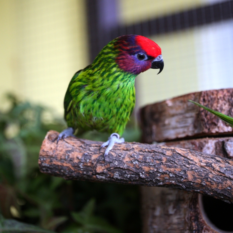 trichoglossus goldiei