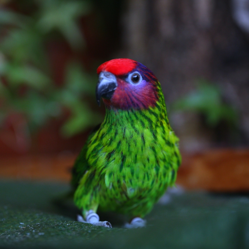 trichoglossus goldiei