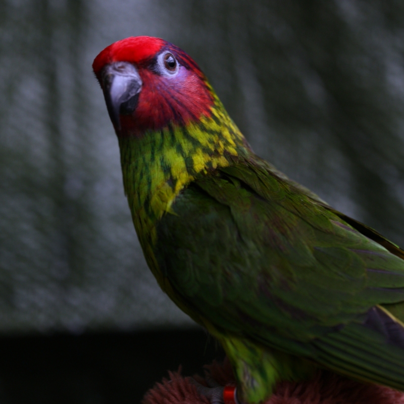 trichoglossus goldiei