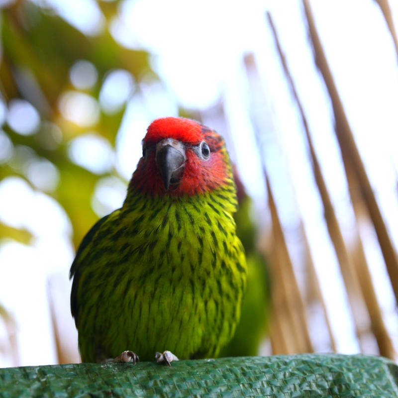 trichoglossus goldiei
